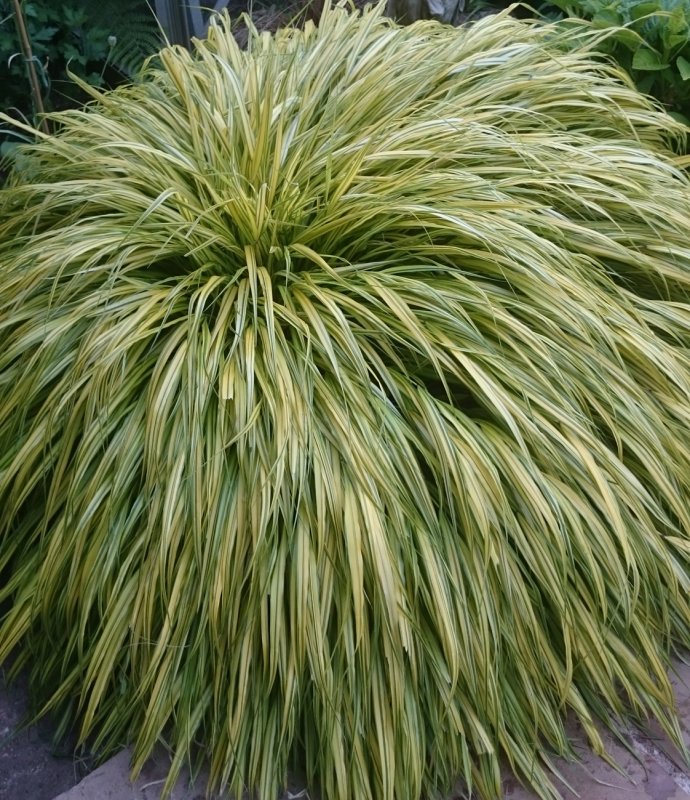 GRASSHACKONECHLOAMACRAAUREOLA