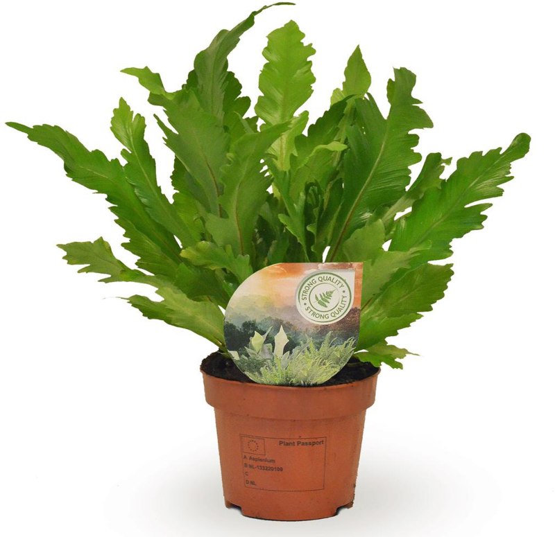 HOUSE Asplenium Campio (INDOOR) 12cm