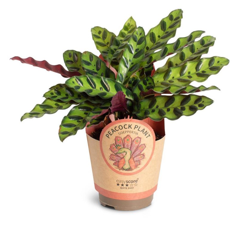 HOUSE Calathea ´Insignis´ 11cm