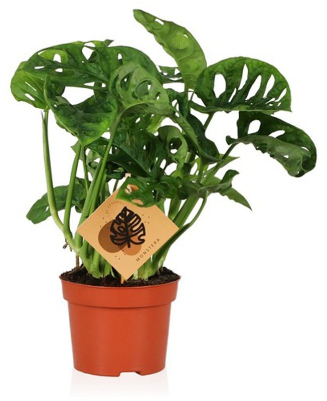 HOUSE Monstera obliqua Monkey Leaf’ 370030