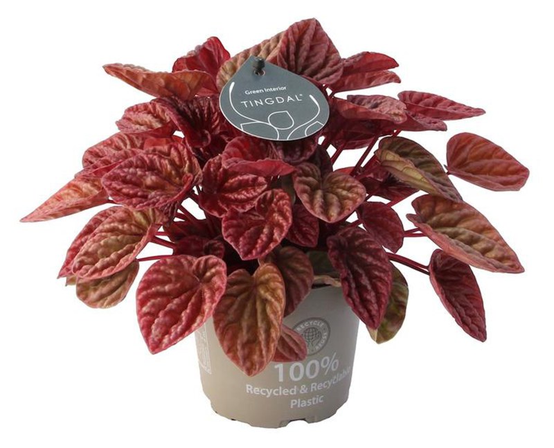 HOUSE Peperomia Caperata Quito® 12cm
