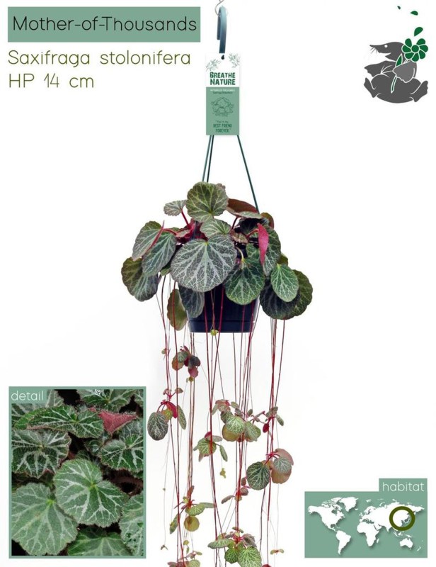 HOUSE Saxifraga Stolonifera Hanging 14cm