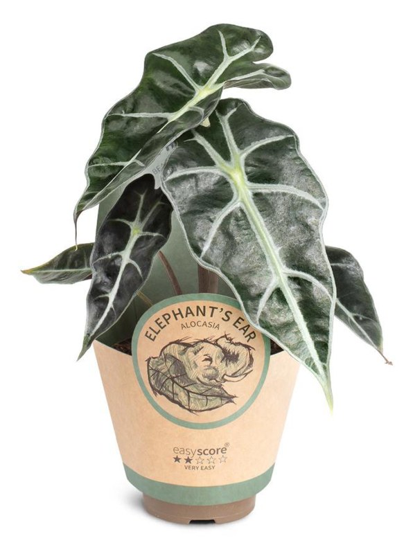 HOUSE Alocasia ´Bambino´ 9CM