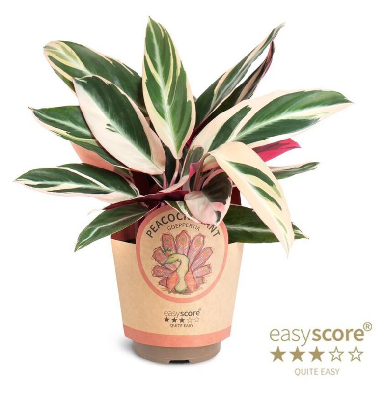 HOUSE Calathea Trio Star 11CM