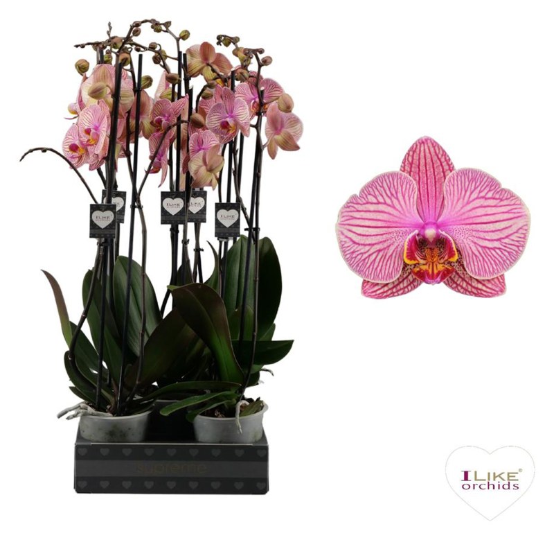 HOUSE Phalaenopsis hybrid Jupiter 12CM