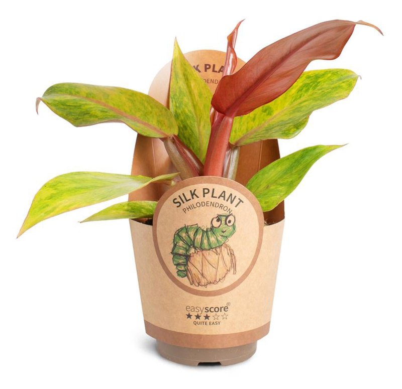 HOUSE Philodendron ´Orange Marmalade' 11CM