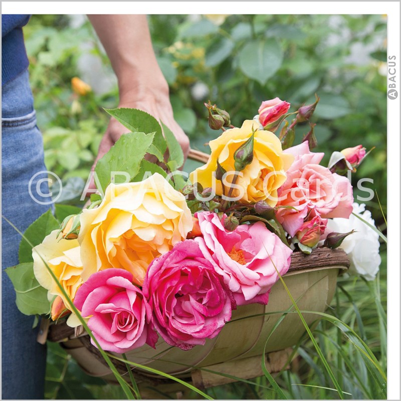 14513 - GW Cut garden roses