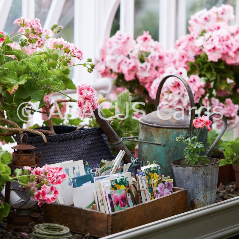 14903 - GW Pelargoniums