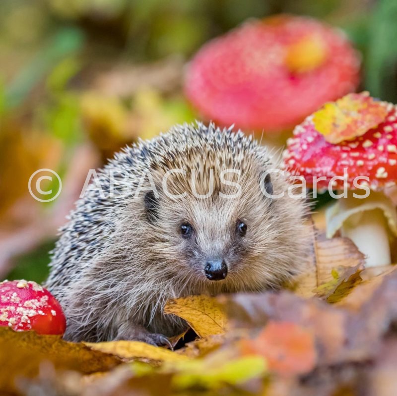 15379 - NT European Hedgehog
