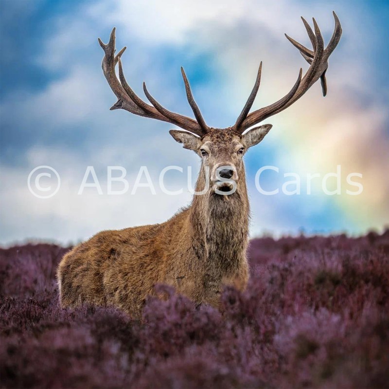 15386 - NT Red Deer Stag