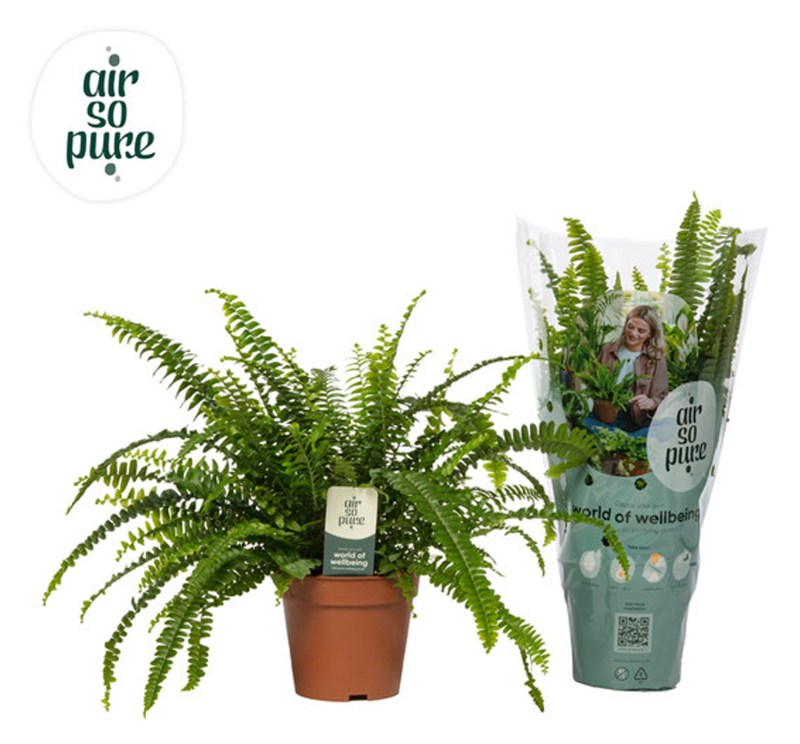 Houseplant-Nephrolepis_ex_Green_Lady_'Air_So_Pure'_12cm-39136