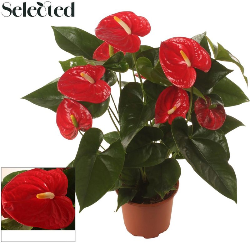 HOUSE Anthurium Famous Red Selected 17cm