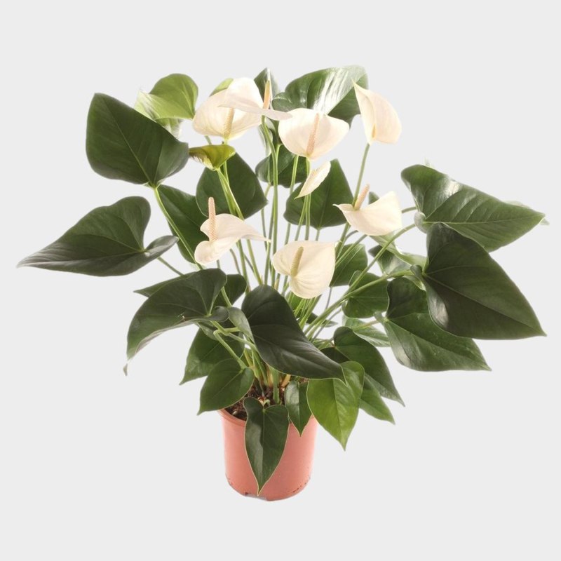 HOUSE Anthurium White Winner 17cm