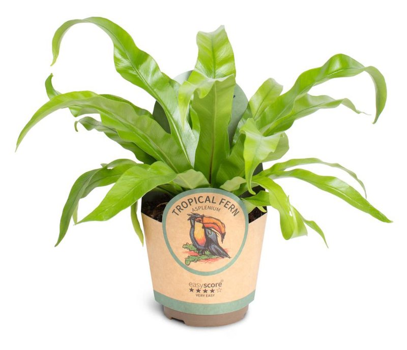 HOUSE Asplenium antiquum 11cm