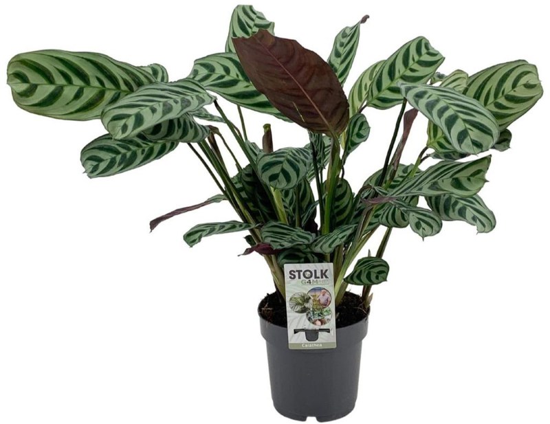 HOUSE Ctenanthe Burle Marxii 14cm