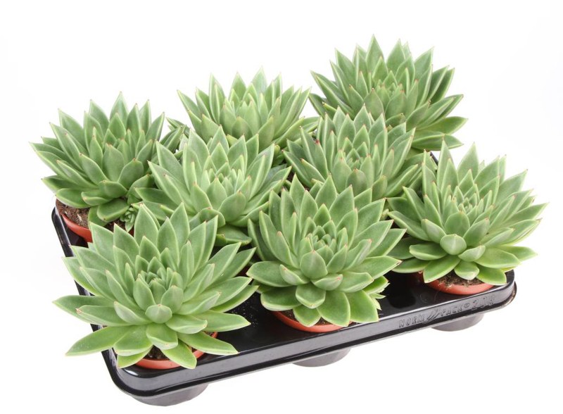 HOUSE Echeveria miranda 10cm