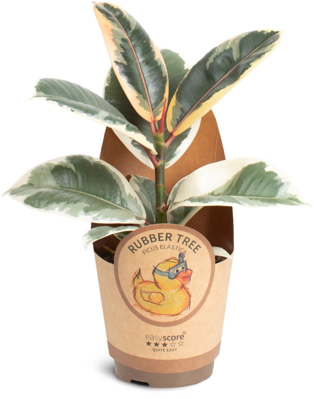 HOUSE Ficus elastica ´Tineke´ 11cm