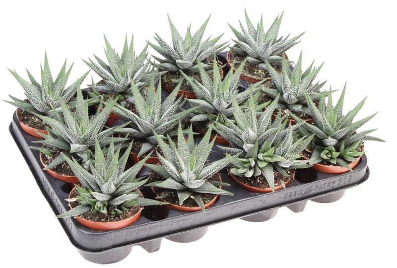HOUSE Haworthia fasciata concollor 8cm