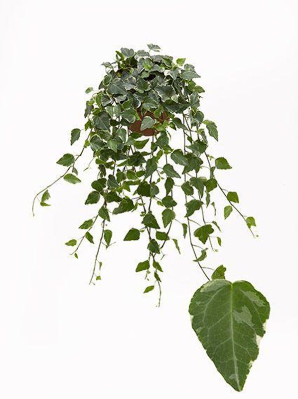 HOUSE Hedera helix Tamara 13cm