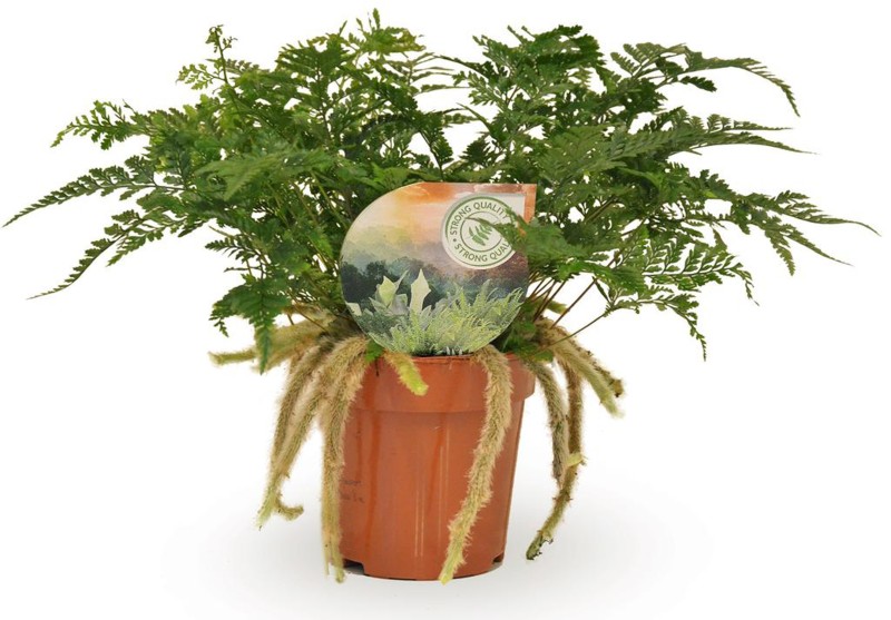 HOUSE Humata tyermannii 12cm