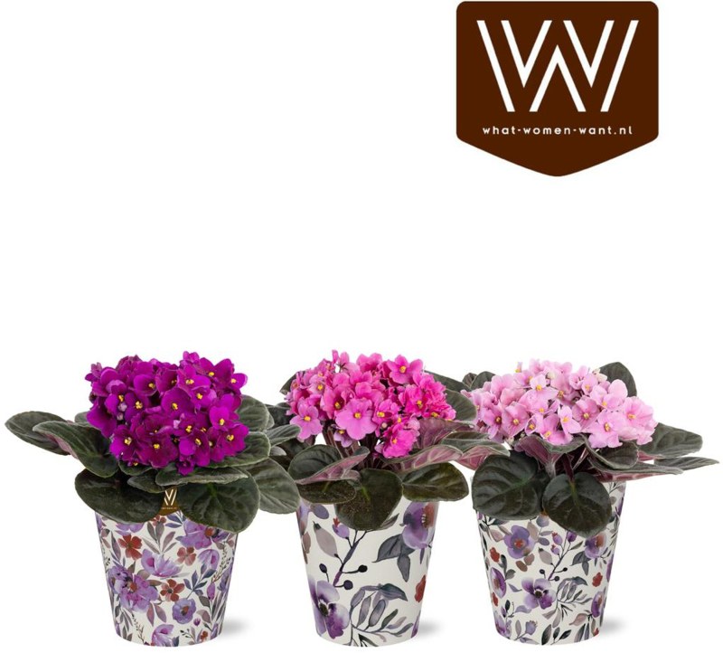 HOUSE Saintpaulia in TGW SmartCup Lilly 12cm
