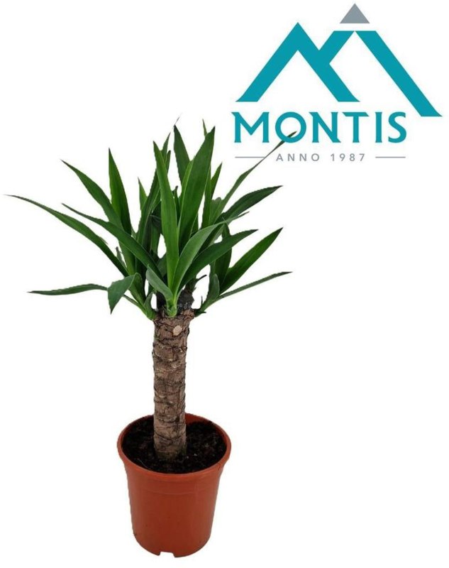 HOUSE Yucca elephantipes stem 17cm