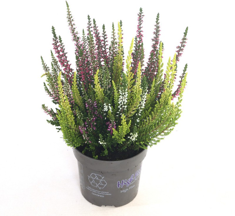 HEATHER Calluna vulg. Beauty Ladies High Five 11cm