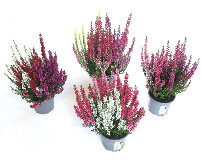 HEATHER Calluna vulg. Beauty Ladies Starlight Trio 9cm