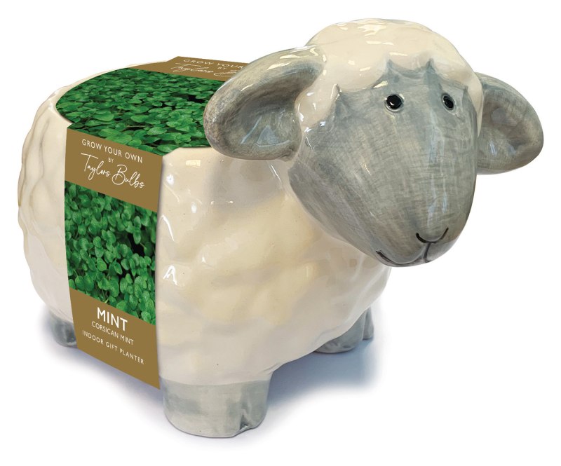 AH34-Novelty-Sheep