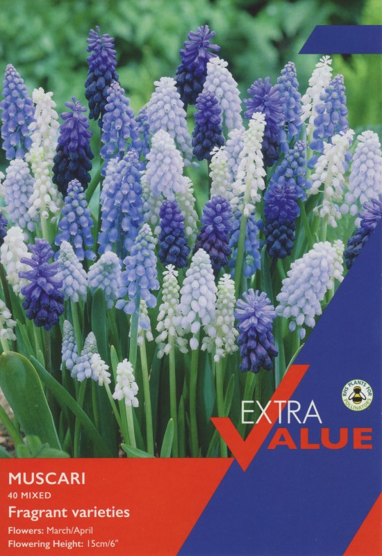 EV138-Muscari-Mixed-scaled