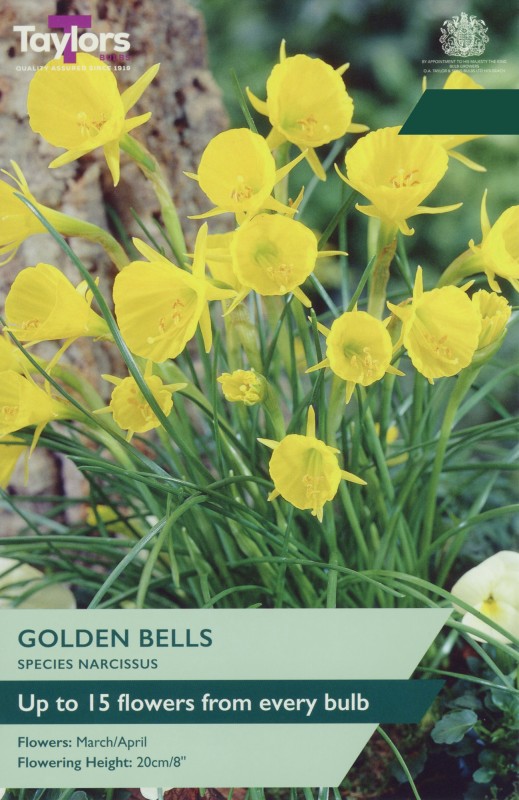 TP212-Golden-Bells-1