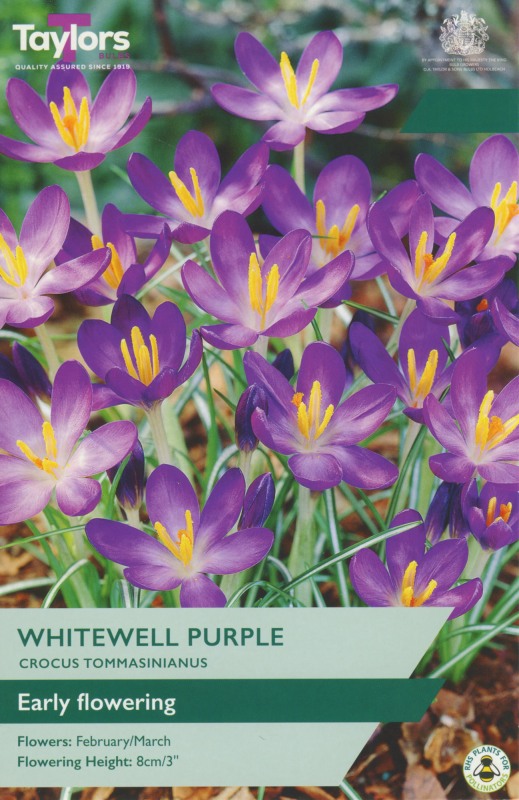 TP667-Whitewell-Purple