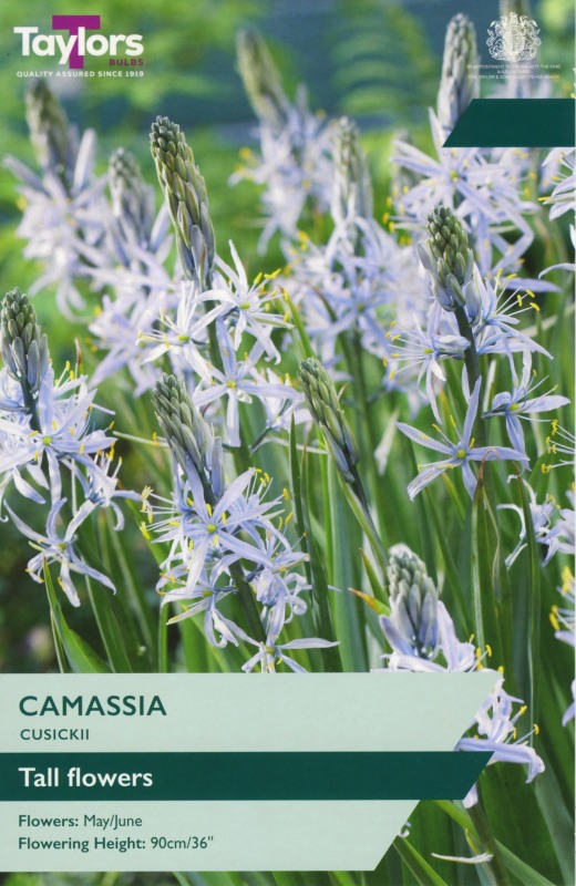 TP726-Camassia-Cusickii