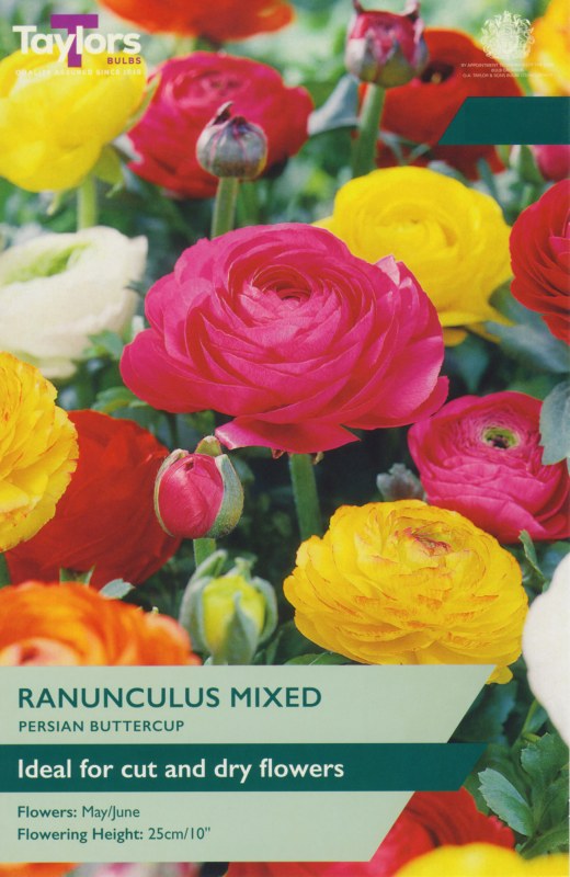 TP812-Ranunculus-Mixed