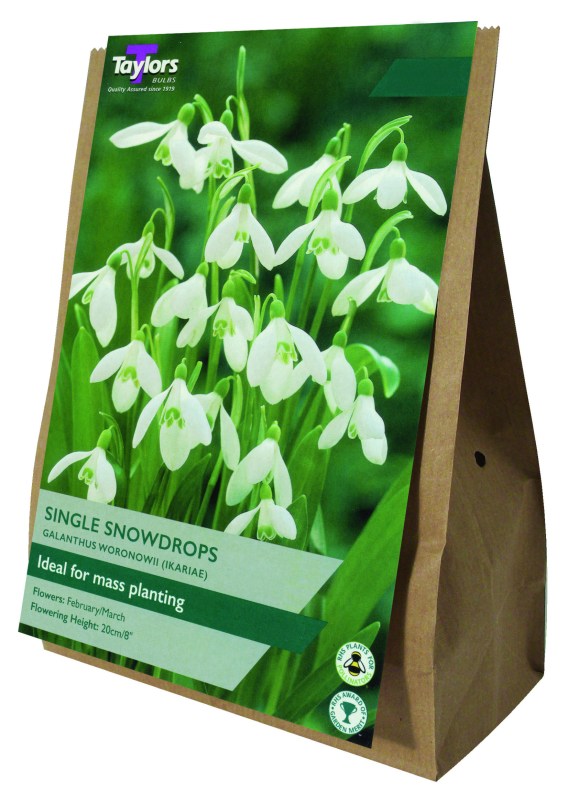 AV341-Galanthus-Single-scaled