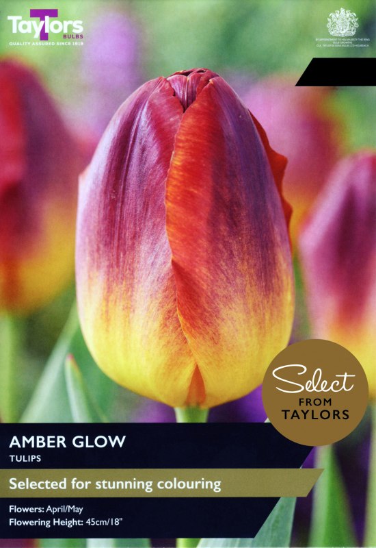 SE2029-Amber-Glow-scaled