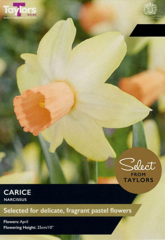 SE2280-Carice-scaled