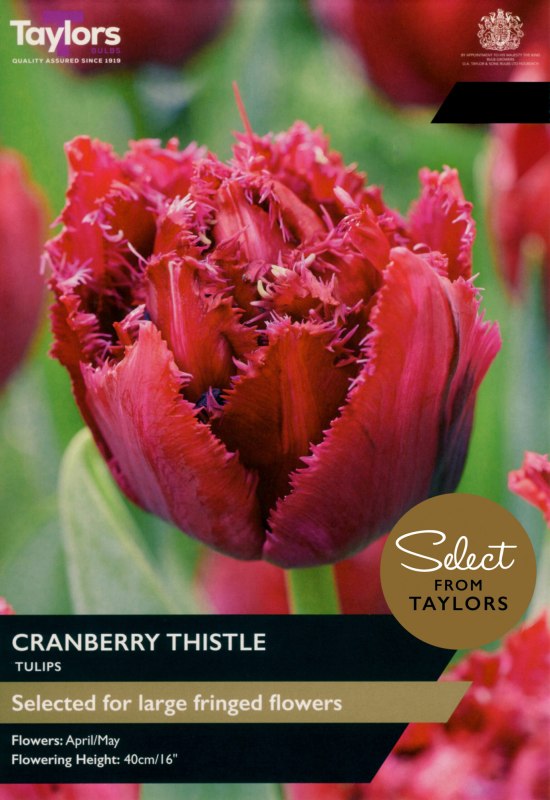 SE2291-Cranberry-Thistle-scaled