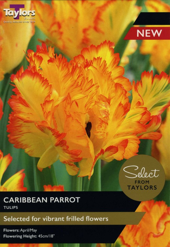 SE2411 Caribbean Parrot