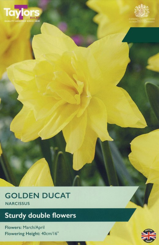 TP144-Golden-Ducat