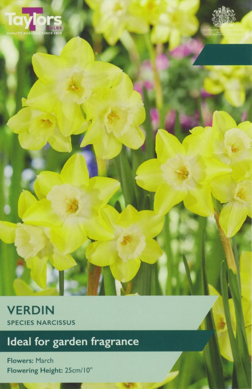 TP268-Verdin