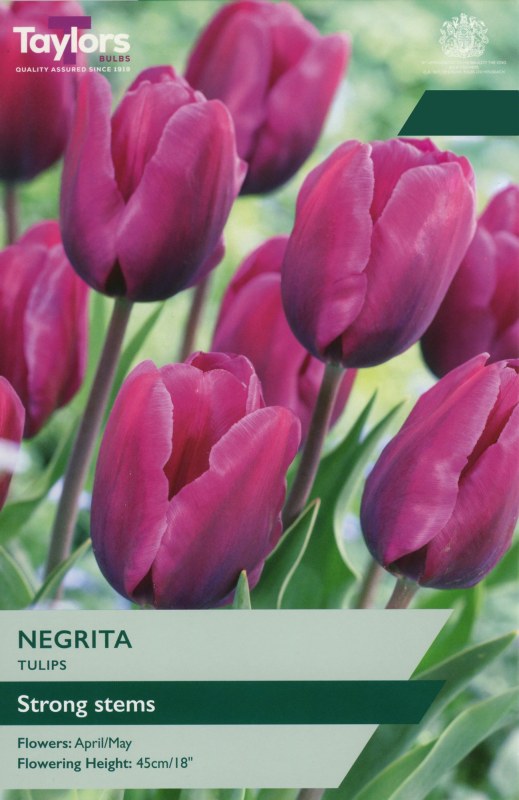 TP420-Negrita