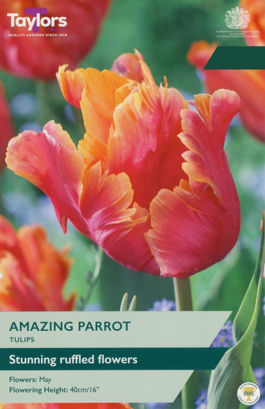 TP455-Amazing-Parrot