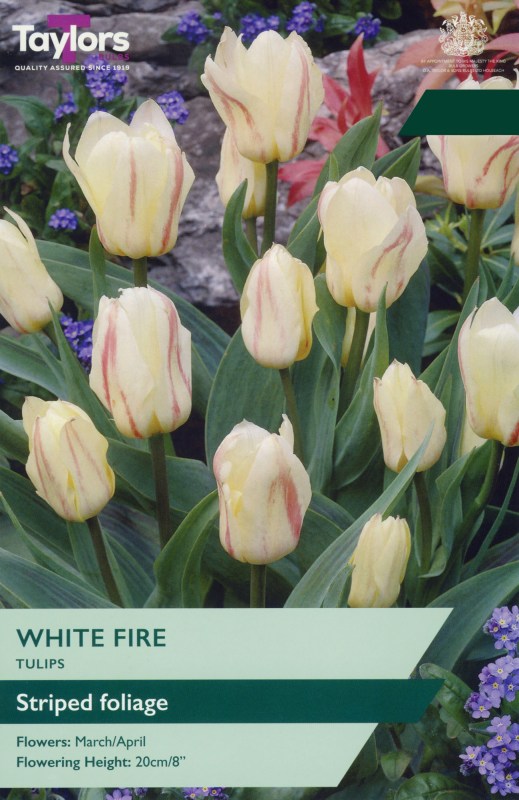 TP540-White-Fire