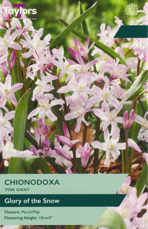 TP731-Chionodoxa-Pink-Giant