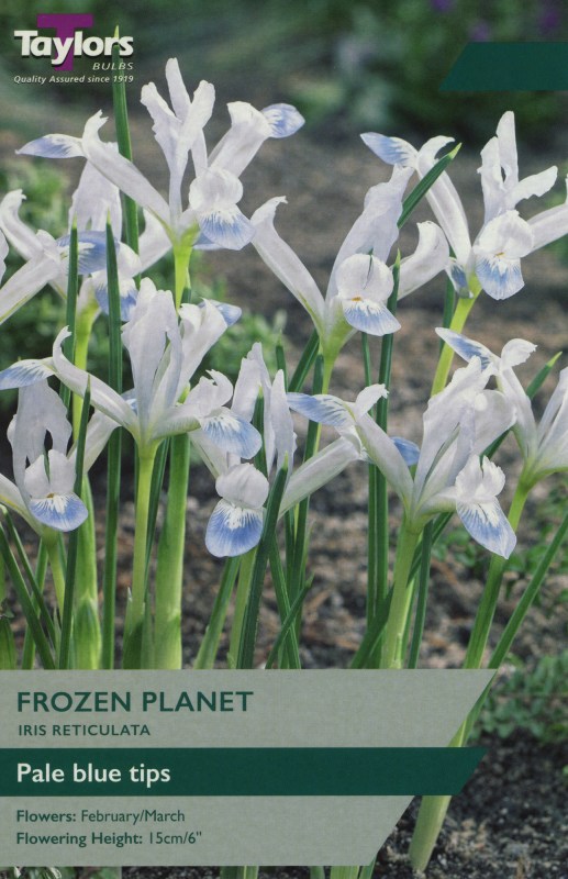 TP932 Iris Frozen Planet