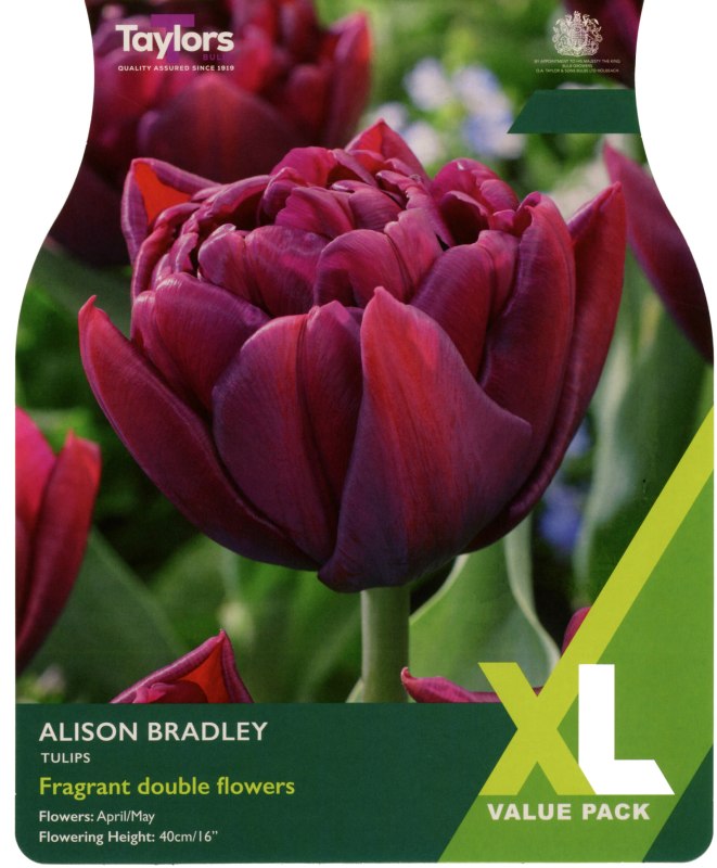 XL448-Alison-Bradley-scaled
