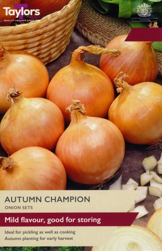 VP103-Onion-Autumn-Champion