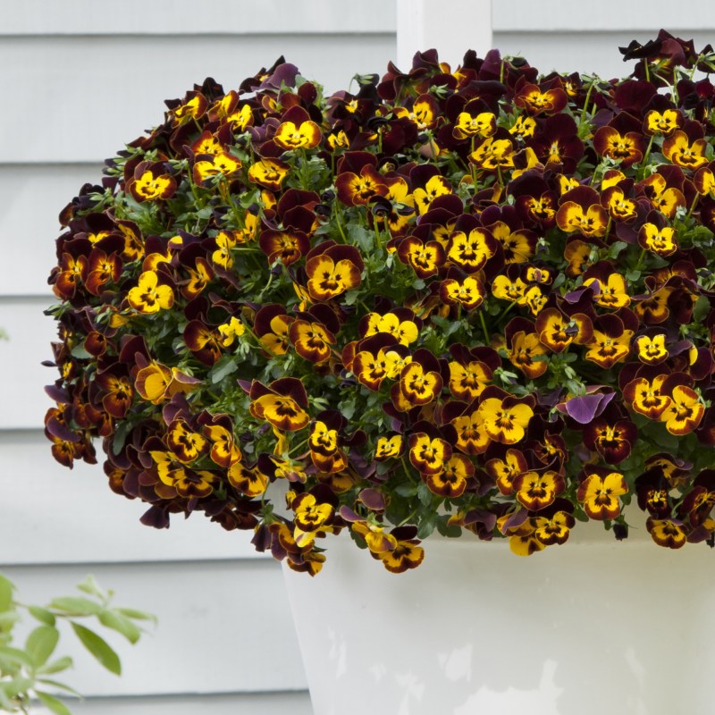 BEDD_AUT_Pansy_Cool_Wave_Fire_Container_51595