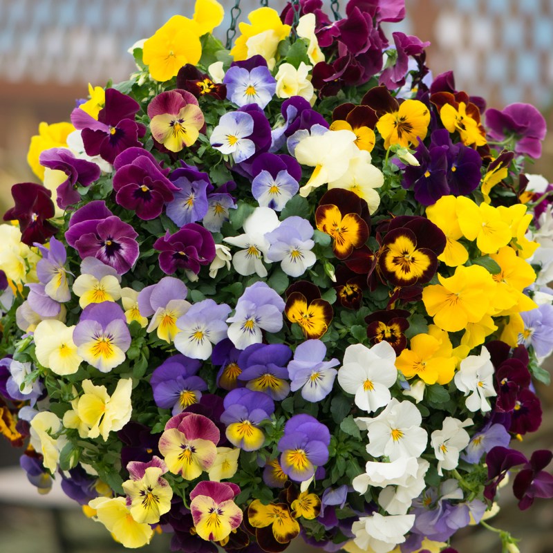 BEDDAUTPansy Cool Wave Mixed